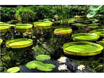 英國這些美麗的植物園，你去過幾個